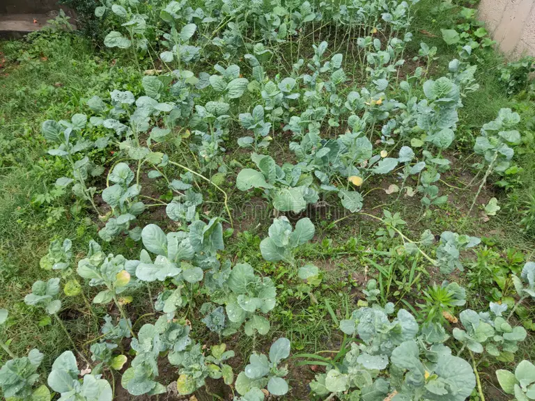 Fresh Kashmiri Haak
