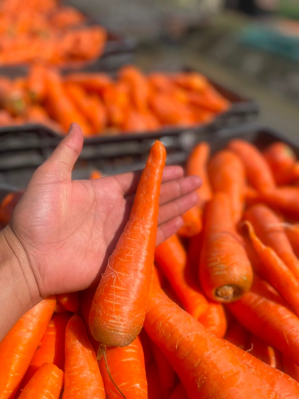 Carrots