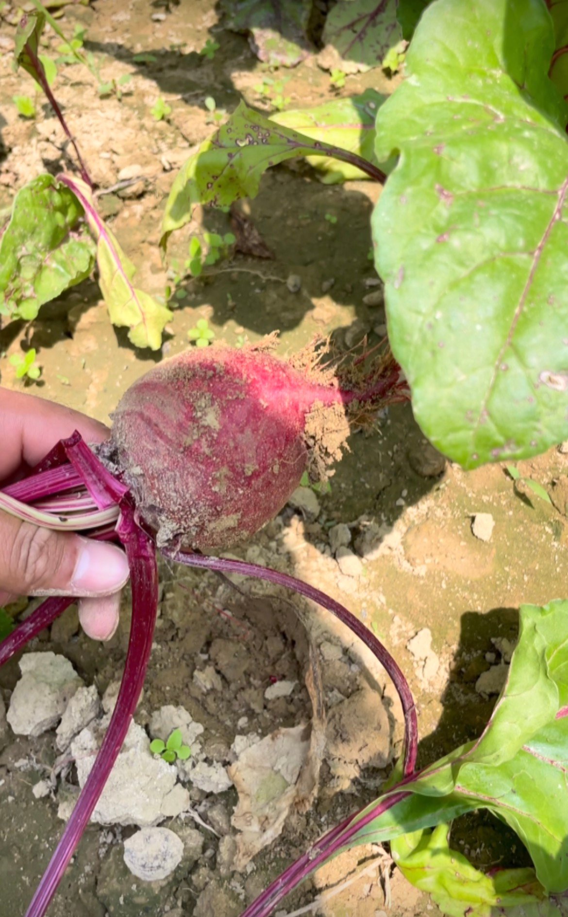 Beetroot