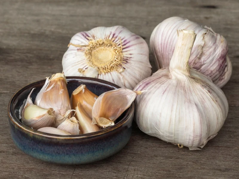 Garlic