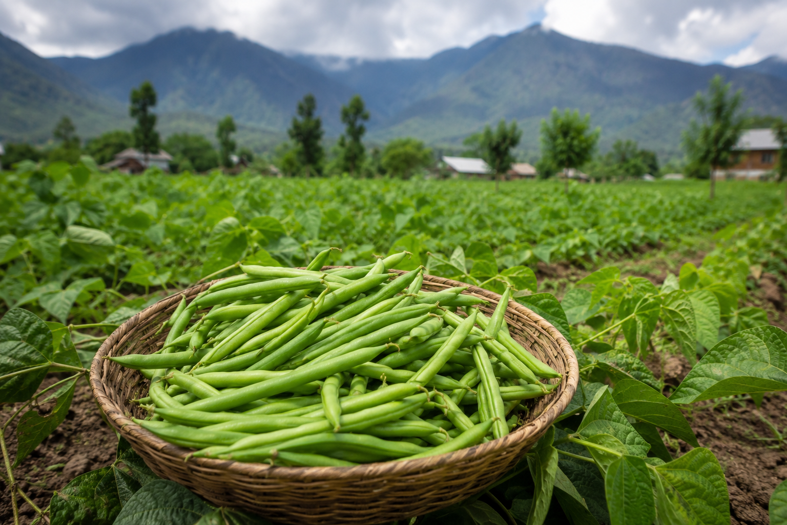 Green Beans