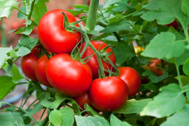 Kashmiri Tomatoes