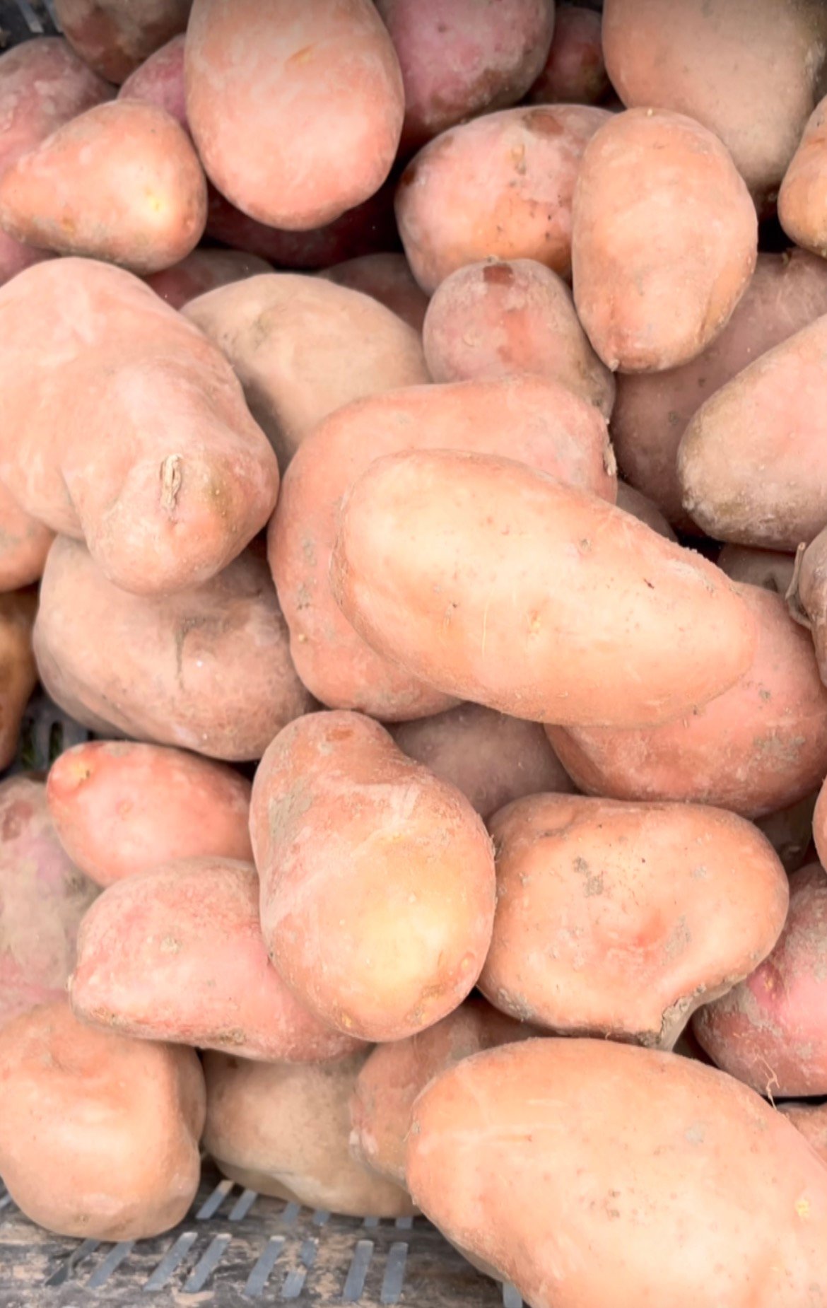 Kashmiri Potatoes