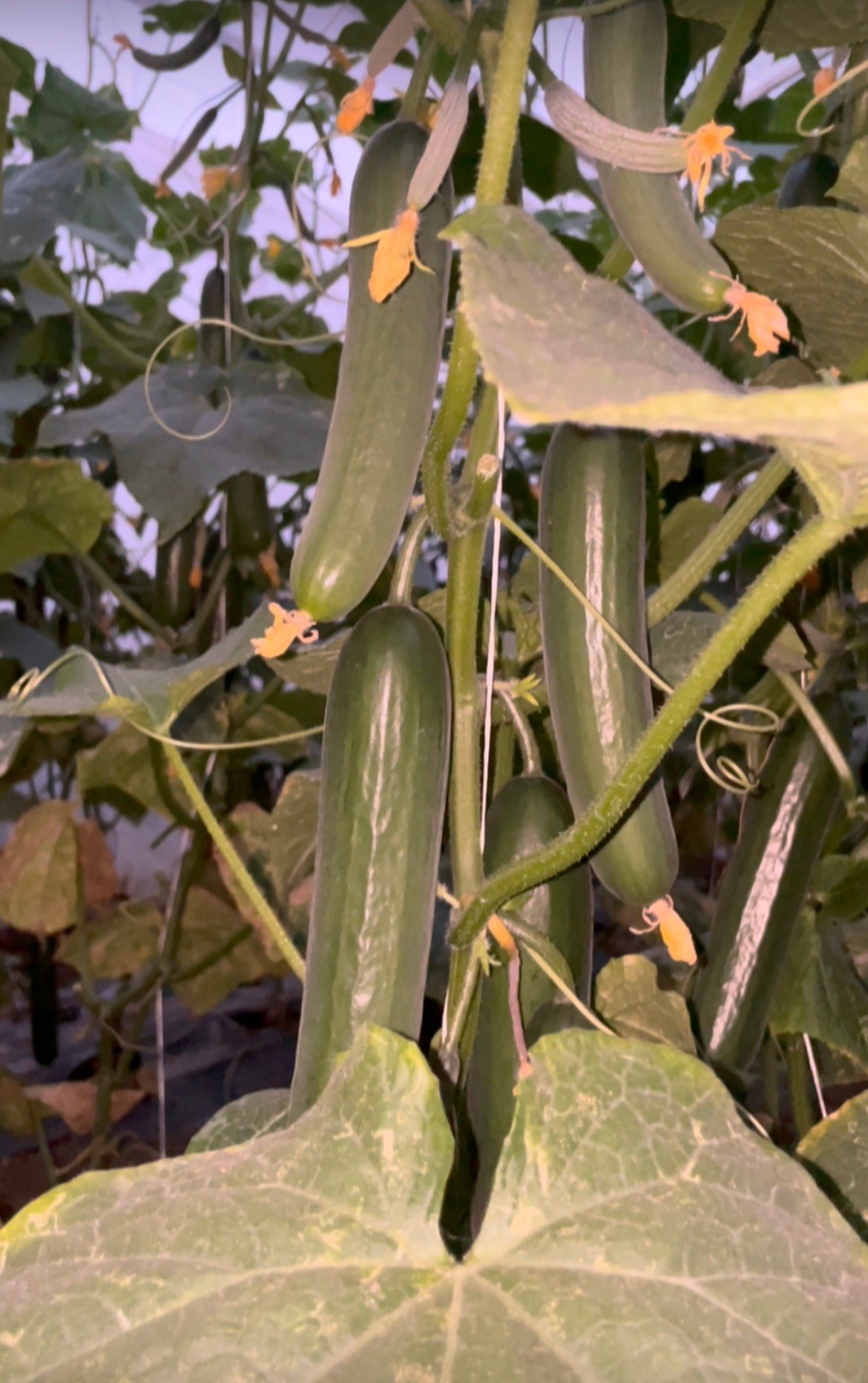Kashmiri Cucumber