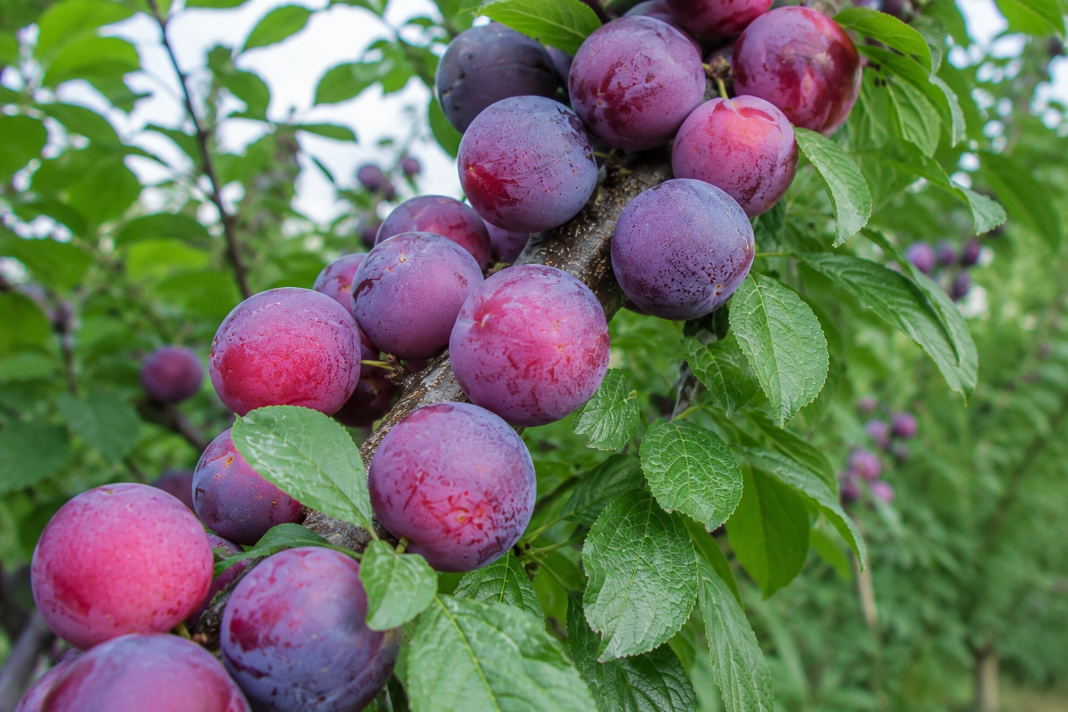 Kashmiri Plums