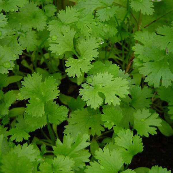 Daniwal coriander