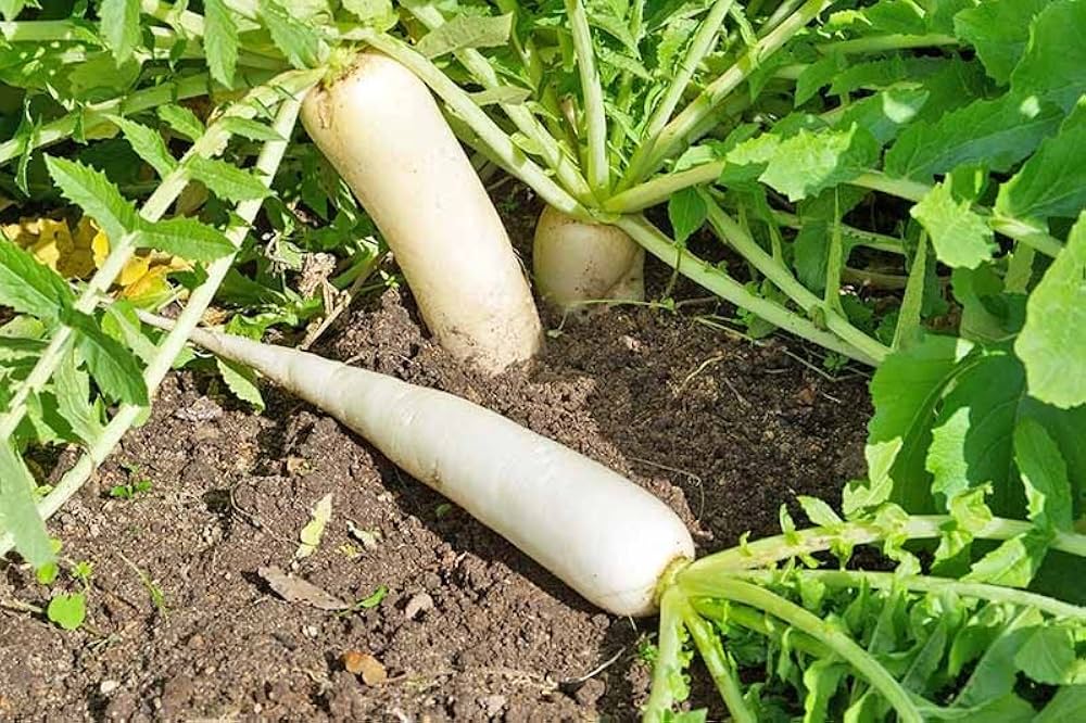 RADISH