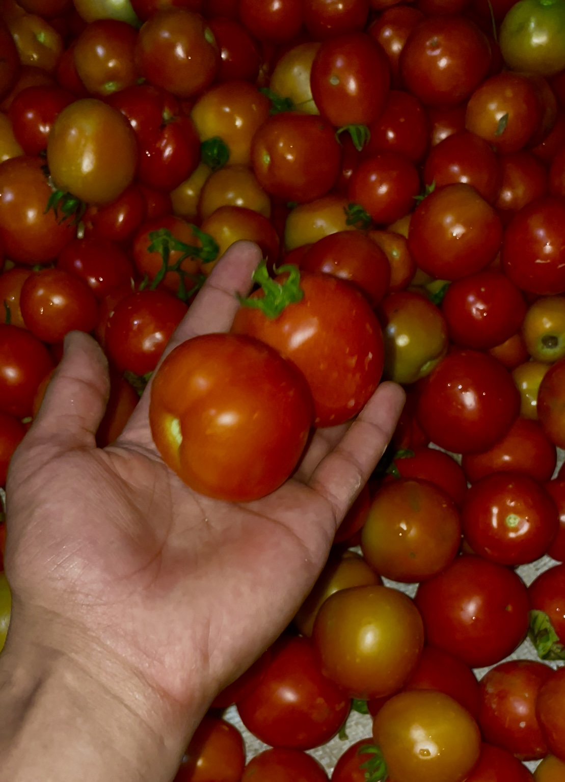 Fresh Tomato
