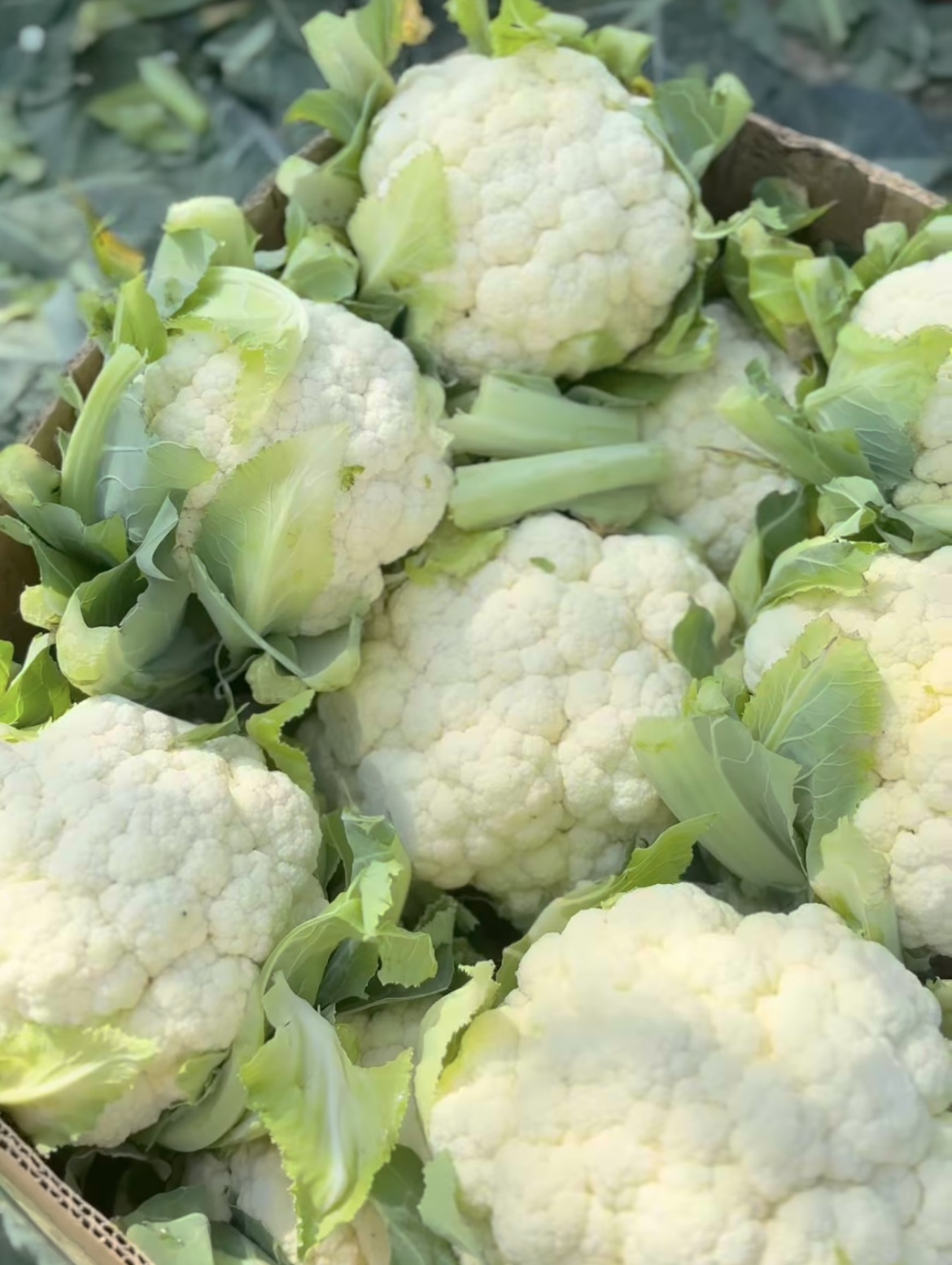 CAULIFLOWER