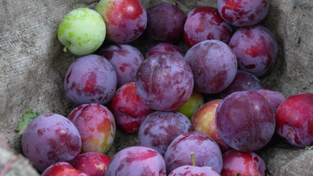 Plum