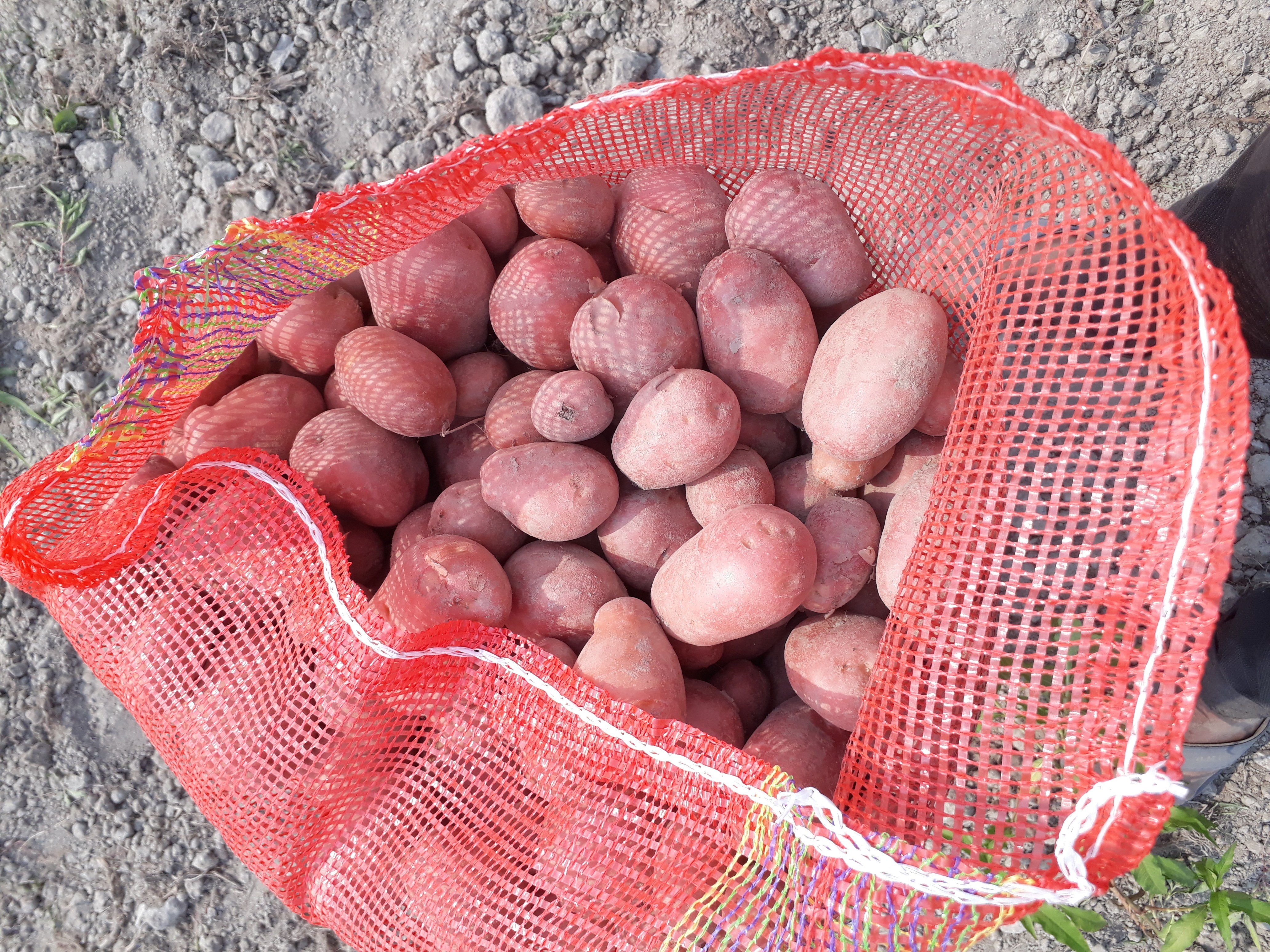 POTATO