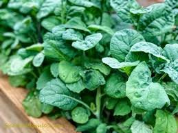 Fresh Kashmiri Haak
