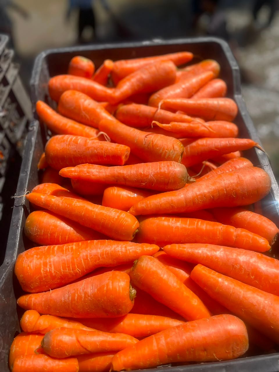 Fresh Kashmiri Carrots