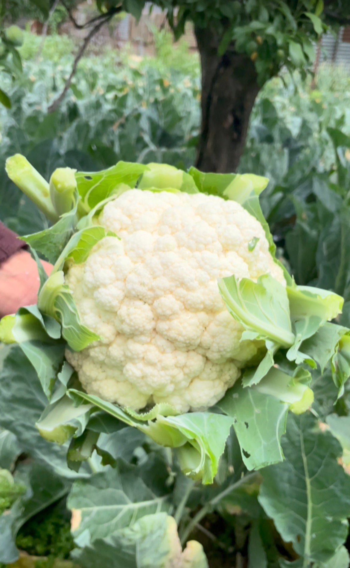 Fresh kashmiri Cauliflower