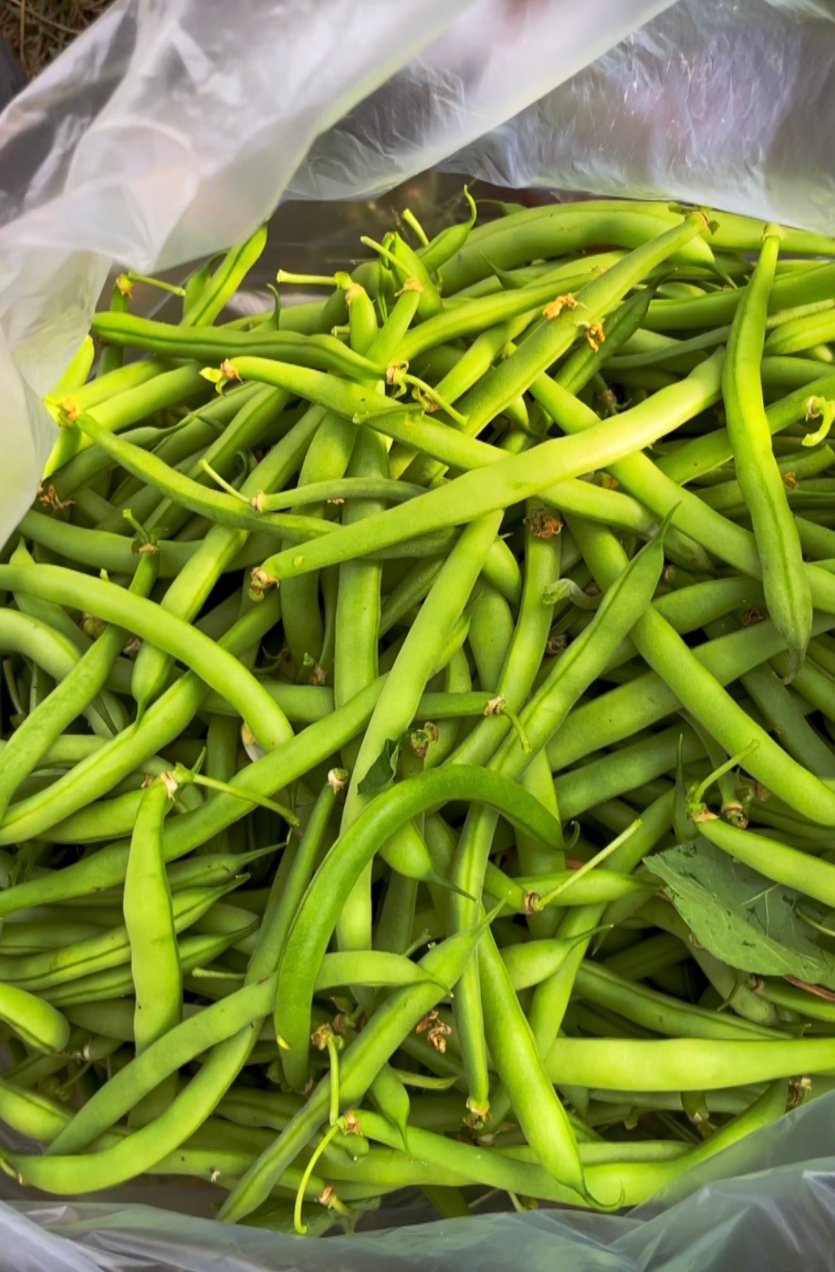 Fresh kashmiri Green Beans