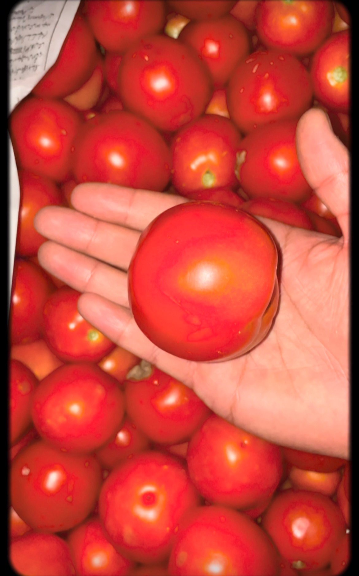 Fresh Kashmiri Tomatoes