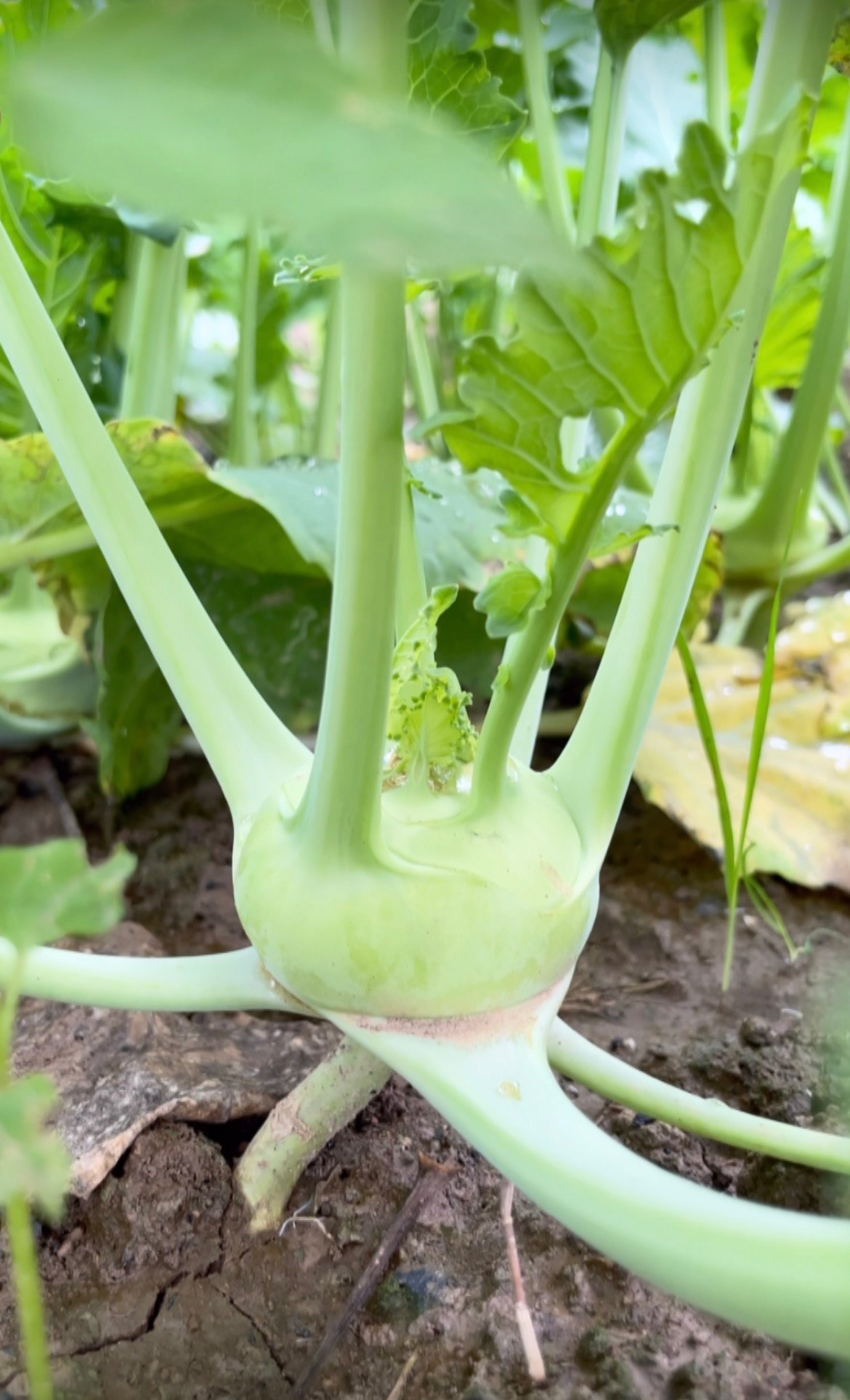 Kashmiri Kohlrabi