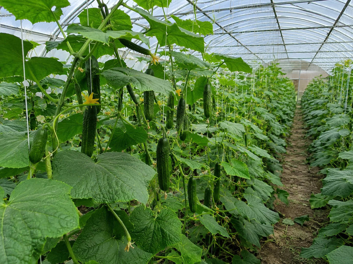 Kashmiri Cucumber