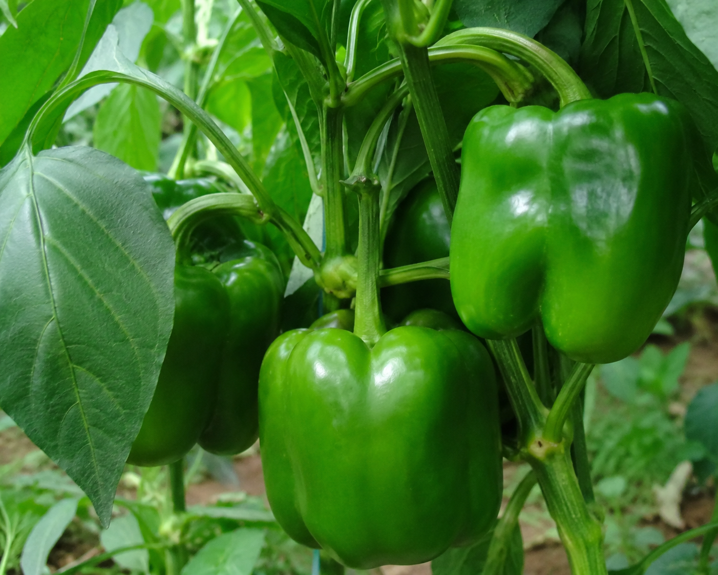 Fresh Kashmiri Capscicum